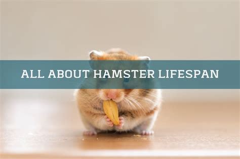 Hamster S Lifespan And How To Extend It