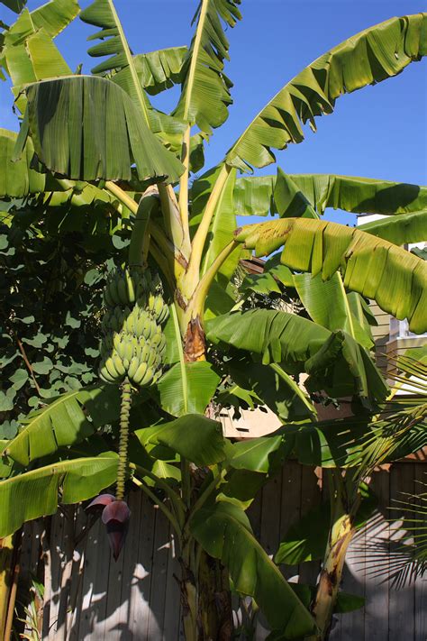 Banana Tree With Fruit And Blossom Free Stock Photo Public Domain