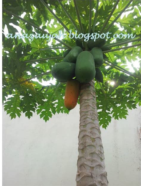Ia hidup subur di kawasan yang gambar 2 : diari kebun~@na: Tuaian Merdeka - Betik Sekaki