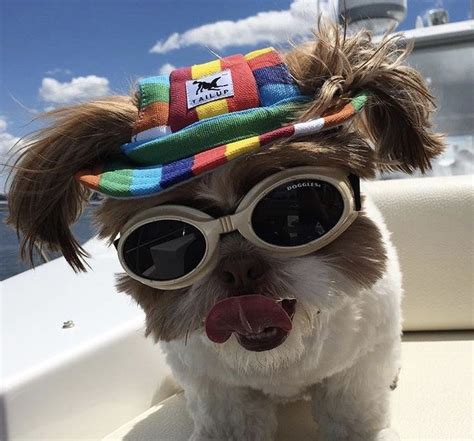 17 Ridiculously Amusing Dogs Wearing Hats That Will Make Your Friday