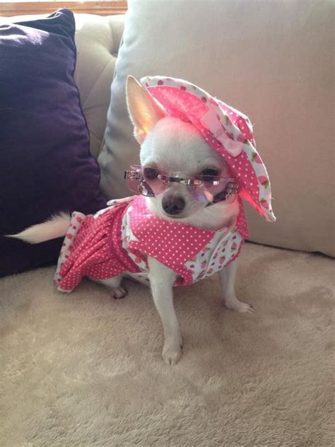 A Sassy Little Chihuahua Named Pixie Cute Baby Animals Cute