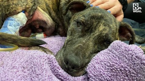 Abused Dog Found In Berks County Dies