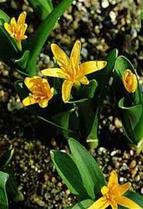 List Of Rare And Endangered Indian Plants Owlcation