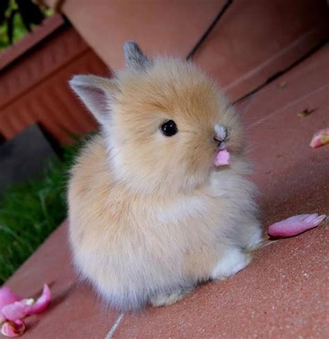 35 Of The Cutest Bunny Rabbits Are Cuteness Overload