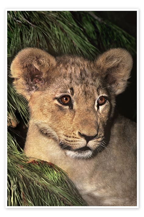 Portrait Of An African Lion Cub Print By Jaynes Gallery Posterlounge
