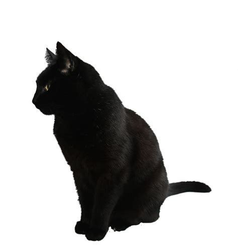 Download Black Cat Transparent Background Hq Png Image