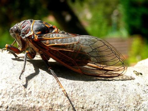 Massospora Cicadina Is A Parasite That Makes You Want Sex And Decompose