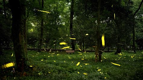 Fireflies Flicker On A Midsummer Night In E China Cgtn