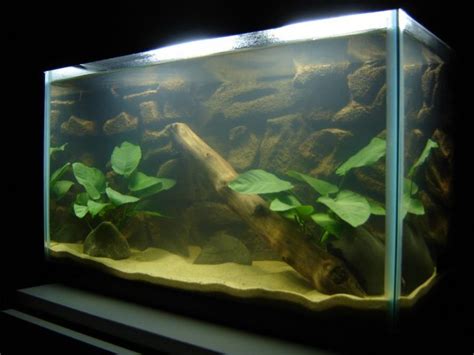 Sand In Aquariums Benefits Of Using Sand In Your Fish Tank Pethelpful