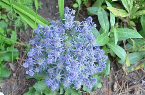 Photo Of The Bloom Of Sea Holly Eryngium Planum Blue Hobbit Posted