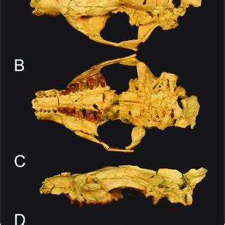 The two terms are almost synonymous, although eutheria has a slightly wider scope. (PDF) Craniodental and humeral morphology of a new species ...