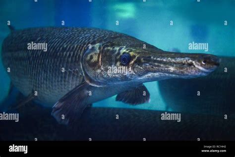 Alligator Gar The Fish Alligator Gar Swimming Fish Tank Underwater