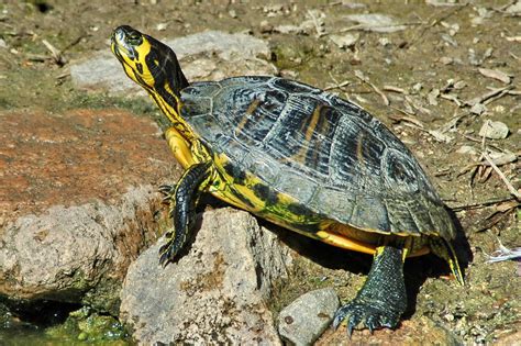 Le tartarughe acquatiche vegetariane non mangiano carne. Tartaruga d'acqua dolce | Cagliari - Parco di Monte Urpinu ...
