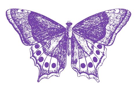 Butterfly Symbolism And Meanings Symbol Hippo