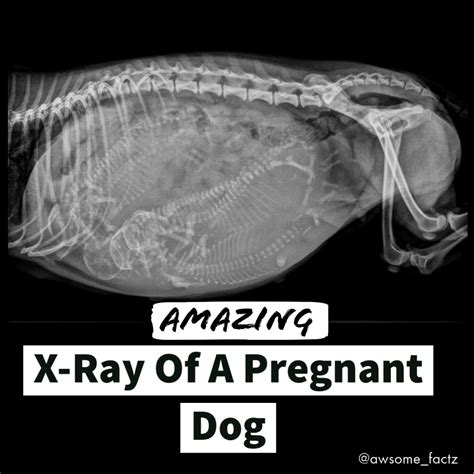 Pregnant Dog X Ray Facts Dogs Pet Dogs Doggies