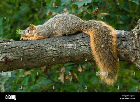 Eastern Fox Squirrel Resting On Tree Limb Sciurus Niger Eastern Usa