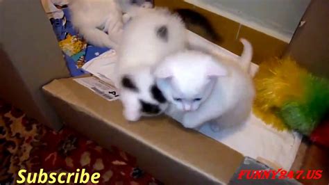 Funny Cute Kittens Compilation Youtube