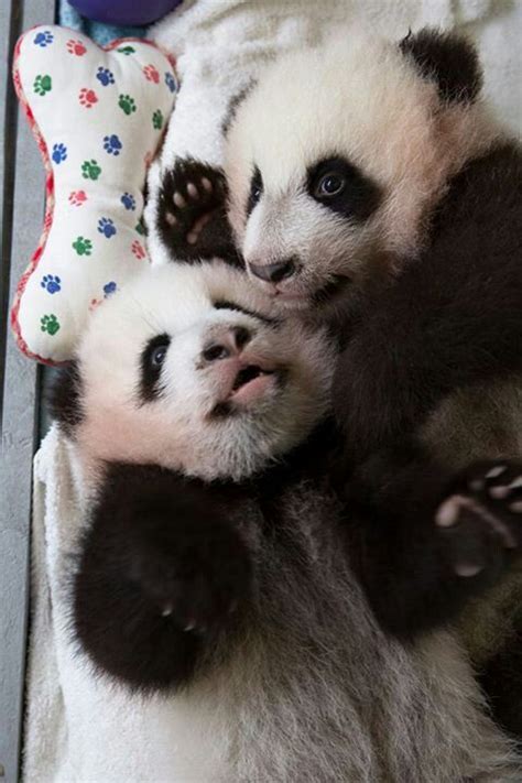 Twins Baby Panda Atlanta Zoo 1113 Panda Panda Bear Baby Panda Bears