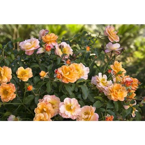 Flower Carpet® Amber Rose Ground Cover Roses Showy Flowers Rose