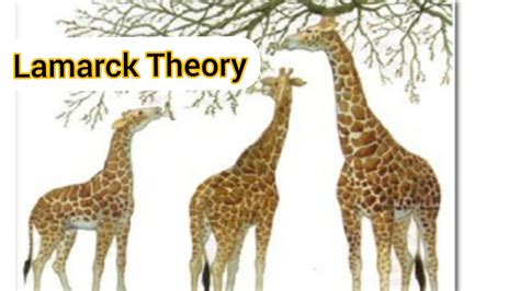 Lamarck Theory Of Inheritance Of Acquired Characteristics Chapter