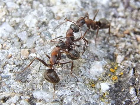 In der natur durchaus nützlich, werden ameisen im haus schnell zur plage (foto: Ameisen im Haus und Garten natürlich mit Hausmitteln ...