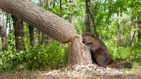 indiana wildlife officials cull destructive beavers demolish dams to protect oak tree species