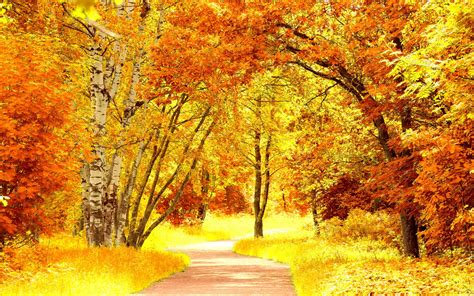 Yellow Autumn Scenery Wallpaper 1920x1200 32578