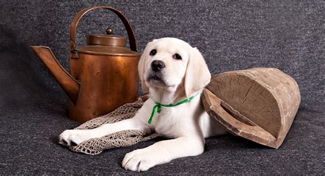 How much should a lab puppy eat? Best Large Breed Puppy Food - Make The Right Choice