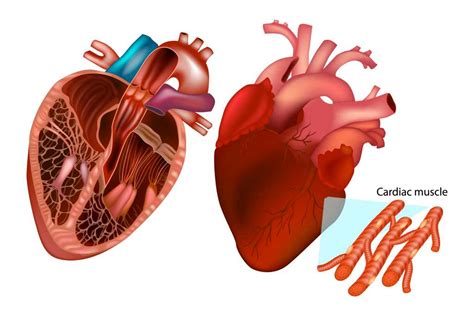 Otot Jantung Fungsi Bentuk Penyakit Dll Doktersehat