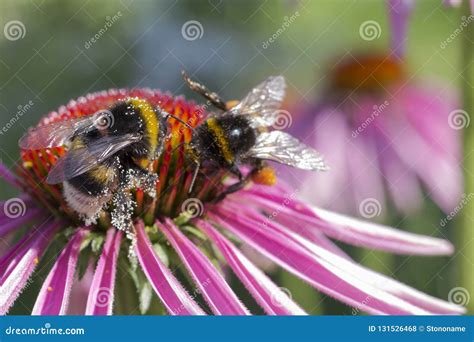 Bumble Bee Collecting Pollen From Red Flower Stock Photo Image Of