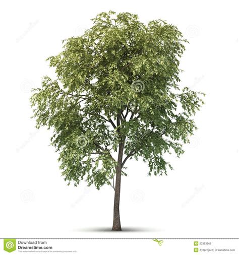 Isolated Tree Stock Photo Image Of Leafy Beauty Organic 23363666