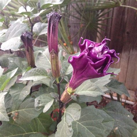 Purple Moonflower About To Bloom California Moonflower Bloom