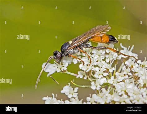 Ichneumon Wasp Ichneumon Suspiciosus Stock Photo Alamy