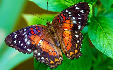 Butterfly Pictures Wallpics Net