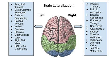 Part 1 Myths And Ideas Of The Brains Hemispheres Illumination