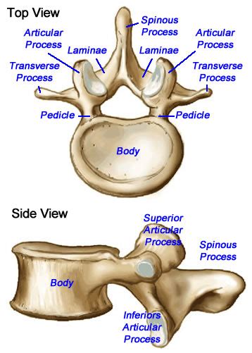 Also known as ishikawa or cause and effect diagrams. Intramedullary Ependymoma - my journey: April 2012