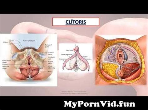 Anatomia Sistema Genital Femenino Parte From Anatoma Sistema My Xxx Hot Girl