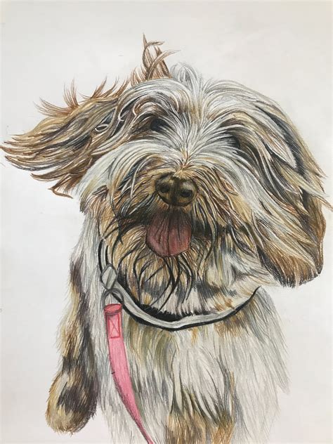 Custom Bespoke Hand Drawn Pet Portrait Prints From Photographs - Etsy UK