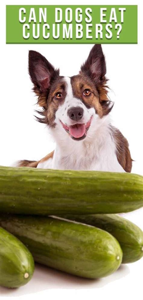 Maybe you would like to learn more about one of these? Can Dogs Eat Cucumbers? A Complete Guide To Cucumber For Dogs