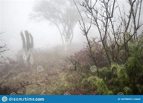 Landscape With Beautiful Fog In Forest On Hill Or Trail Through A