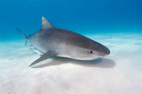Tiger Shark Galeocerdo Cuvier Bahamas 10740