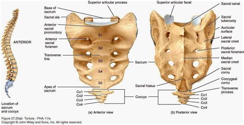Submitted 1 hour ago by black_label_36. OSTEOLOGY OF THE VERTEBRAE | Skeletal system anatomy