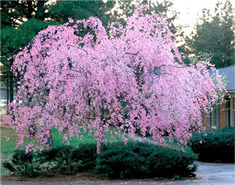 Weeping Double Flowered Cerry Weeping Cherry Tree Ornamental Plants