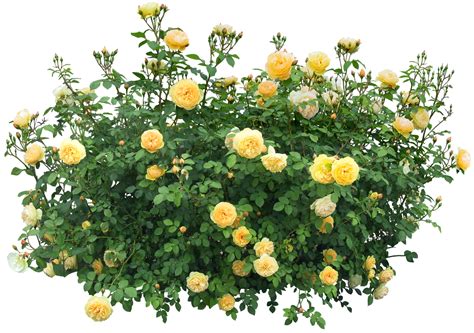 Bush with roses PNG Image - PurePNG | Free transparent CC0 PNG Image png image