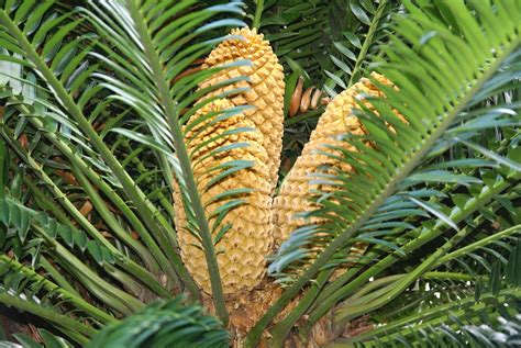 Palm Fruit Free Photo Download Freeimages