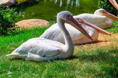 Flock Of Great White Pelicans Pelecanus Onocrotalus Also Known As The