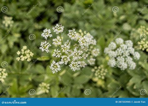 Small White Flowers In Flat Topped Cluster Green Leaves In Blurred