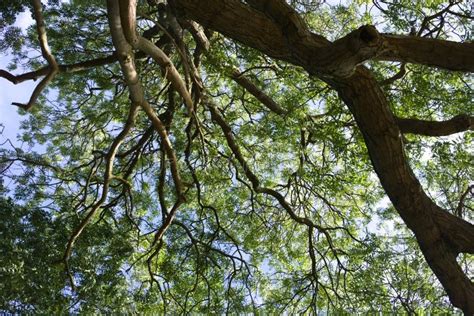 Looking Up Through The Branches Of A Tree Stock Photo Image Of