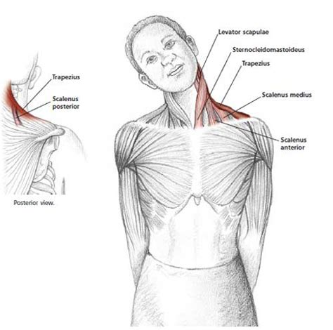 The trapezius muscle is located on the back of the upper ribcage and forms the every figurative artist must also know another important muscle called the biceps brachii. Neck and Shoulder Stretches | Health - BabaMail