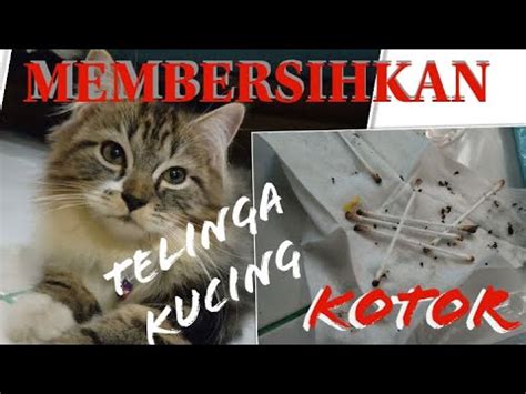 Maybe you would like to learn more about one of these? CARA MEMBERSIHKAN TELINGA KUCING YANG KOTOR - YouTube